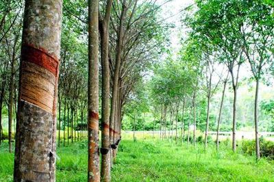 Cao su Hòa Bình (HRC) dự phát hành hơn 4 triệu cổ phiếu