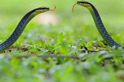 Rắn bò vào nhà: Đừng vội nghĩ đến điềm báo, đây mới là điều gia chủ cần làm