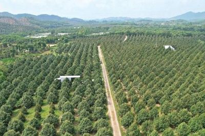 Lâm Đồng siết quản lý mã số vùng trồng, cơ sở đóng gói phục vụ xuất khẩu