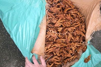 Hơn 2 tấn chân gà khô không rõ nguồn gốc được phát hiện bên trong 130 bao tải