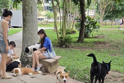 Hà Nội: Nếu để chó, mèo thả rông cắn người, người chủ phải chi trả chi phí liên quan
