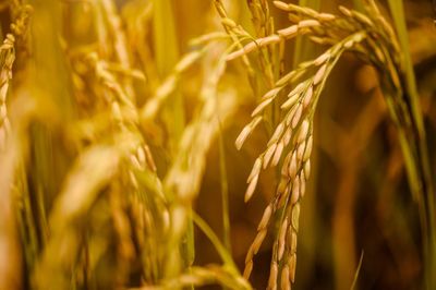 Kêu gọi doanh nghiệp mua lúa giá tối thiểu 7.000 đồng/kg