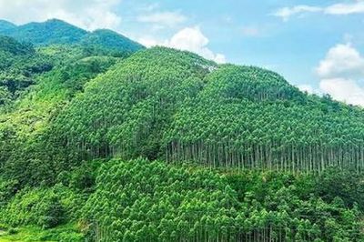 Thành lập Hội đồng thẩm định điều chỉnh Quy hoạch lâm nghiệp tầm nhìn đến năm 2050
