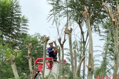 Lâm Đồng: Cắt tỉa cây xanh, đảm bảo an toàn trong mùa mưa bão