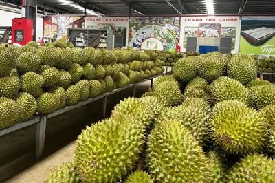 1,3 triệu tấn sầu riêng chờ thu hoạch, hơn 1.200 mã số vùng trồng đã được cấp