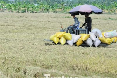 Đề xuất 'biện pháp mạnh' vụ doanh nghiệp nợ tiền lúa của nông dân Cà Mau
