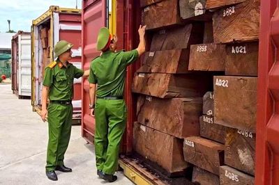 Cú đột kích lịch sử: Bắt giữ hơn 1,1 tấn ngà voi giấu tinh vi trong container chở gỗ