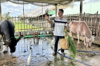 Màn 'chào khách' độc lạ của trâu và đàn cò ở Cồn Sơn
