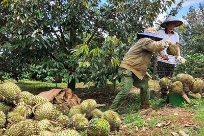Sầu riêng Việt Nam 'bùng nổ', đạt 2,08 triệu tấn: Báo động dư thừa, giá giảm
