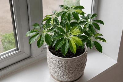 4 loại cây phù hợp đặt cạnh cửa sổ nhiều nắng