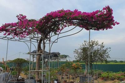 Hải Phòng giảm nghèo thông tin cho nông dân, mở rộng đầu ra cho nông sản