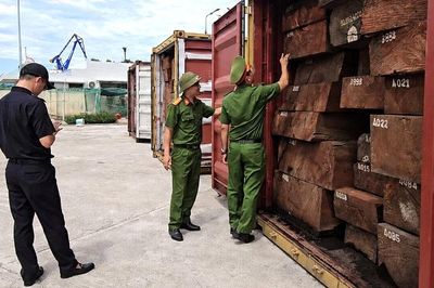 Phát hiện 1,2 tấn ngà voi giấu trong 3 container gỗ ở Gia Lai
