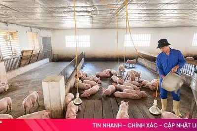 Tăng đàn lợn 'đón' thị trường cuối năm: Không được chủ quan với dịch bệnh!