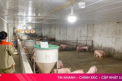 Tăng đàn lợn 'đón' thị trường cuối năm, người chăn nuôi không chủ quan với dịch bệnh