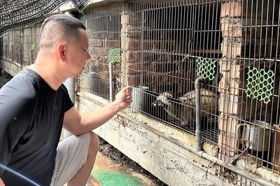 Từng mất trắng hàng trăm con chồn, anh nông dân xứ Nghệ làm lại và thu 2 tỷ đồng/năm