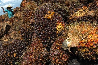 El Nino và nhu cầu nhiên liệu sinh học có thể đẩy giá dầu cọ lên cao
