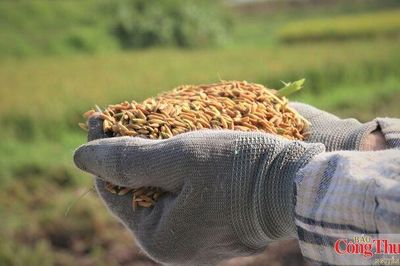 Giá gạo xuất khẩu giảm nhẹ