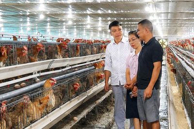 Bắc Ninh: Chăn nuôi thông minh, giảm rủi ro, tăng hiệu quả
