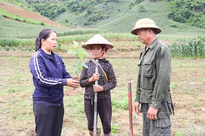 Khẩn trương hoàn thành vụ trồng mới cà phê, mắc ca