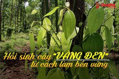 [Video] Hồi sinh cây “vàng đen” từ cách làm bền vững