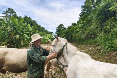 Cựu chiến binh làm giàu từ bạch mã