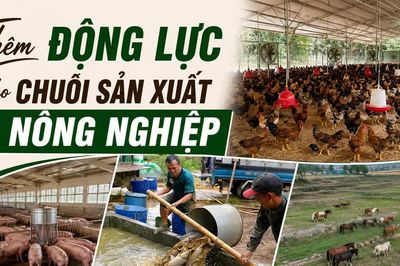 Thêm động lực cho chuỗi sản xuất nông nghiệp