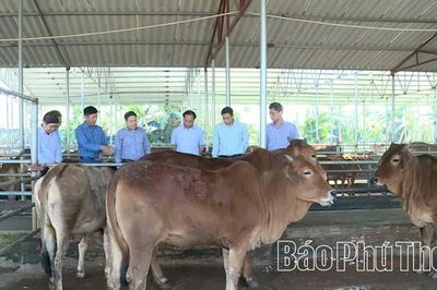 Chăn nuôi ứng dụng công nghệ cao - tăng lợi nhuận, giảm chi phí
