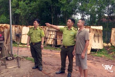 Quản lý chặt chẽ các cơ sở chế biến gỗ