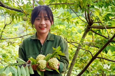 Cây na 'mở lối' làm giàu trên đất đồi