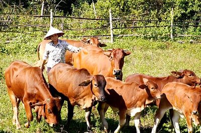 Người phụ nữ Sán Dìu làm giàu từ chăn nuôi bò