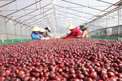 Giá cà phê tăng ngược chiều thế giới, áp sát mốc 100.000 đồng/kg