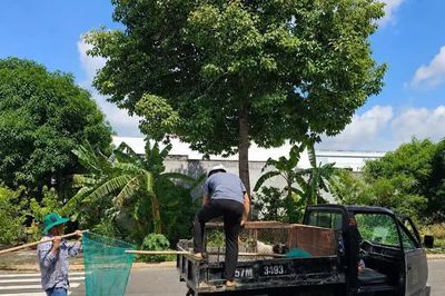 Xử lý nghiêm việc thả rông chó, nhằm ngăn hiểm họa ở khu dân cư