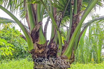 Lạ mắt cây dừa 1 thân, 4 đọt