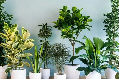 Đặt cây trong nhà để chiêu tài: 3 vị trí đại kỵ nhiều người vô tình mắc phải, cây dễ héo úa, phản tác dụng