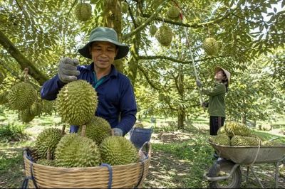 Đồng Tháp siết quản lý mã số vùng trồng, cơ sở đóng gói