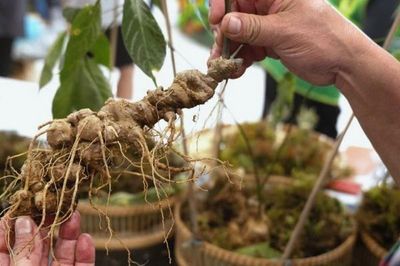 Sâm Ngọc Linh từ 4 năm tuổi mới được mang chỉ dẫn địa lý 'Ngọc Linh'