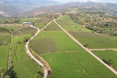 Lào Cai: Xây dựng vùng chè tập trung an toàn, chất lượng cao hướng tới thị trường châu Âu