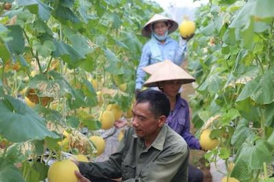 Chuyển đổi cơ cấu cây trồng, vật nuôi, mở hướng phát triển nông nghiệp đa giá trị