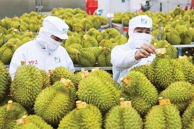 Thời cơ mới cho trái sầu riêng