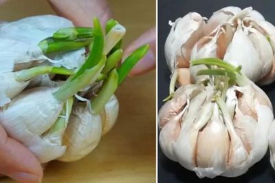 Tỏi mọc mầm xanh có ăn được không? Nhiều người vội vứt cả củ nhưng chuyên gia nói điều này