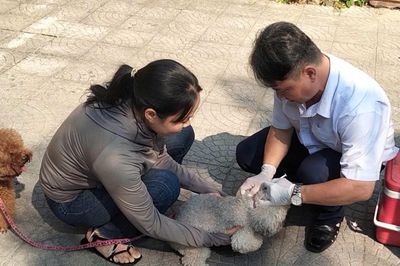Siết quản lý chó thả rông, không đeo rọ mõm, người dân cần lưu ý gì?