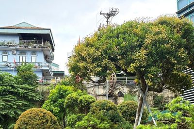 Khoảng trống phía sau 'cơn sốt' trâm suối