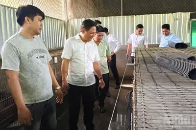 Phụng Hiệp triển khai dự án giảm nghèo từ nuôi chồn hương sinh sản
