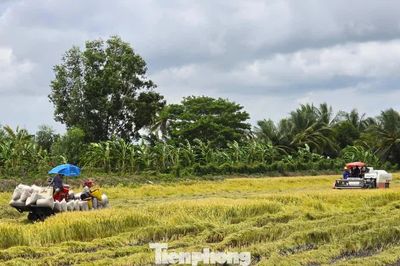 Đề xuất giá sàn mua bán gạo thơm