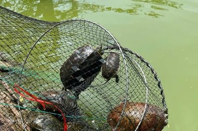Bẫy bắt rùa tai đỏ tại hồ Hoàn Kiếm