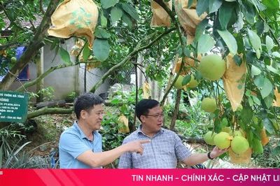 Giữ nguồn gen bưởi Phúc Trạch từ cây đầu dòng