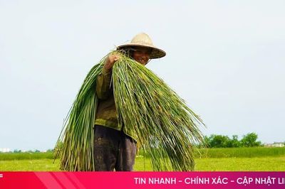 'Ốc đảo' Hồng Lam rộn ràng mùa cói