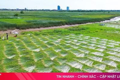 'Ốc đảo' Hồng Lam rộn ràng mùa cói