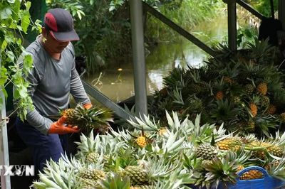 Chuyển đổi số đưa nông nghiệp Đồng Tháp vào kỷ nguyên hiện đại
