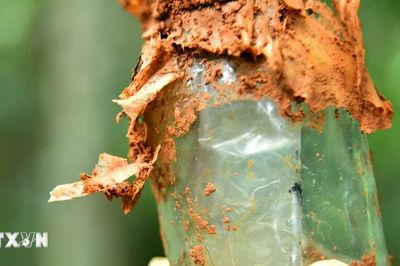 Quảng Trị: Đã đối chiếu xác định thành công danh tính một liệt sỹ Đoàn 559